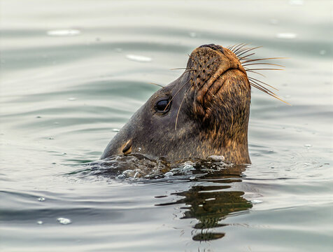 A close up view of a sea lion bobbing in the water in Paracas Bay, Peru in the dry season
