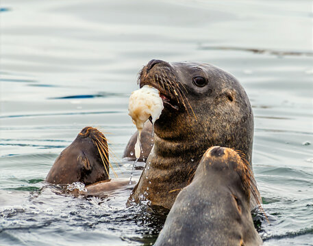 A close up view of a sea lion emerging from under the water with food in Paracas Bay, Peru in the dry season