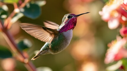 Naklejka premium Male Calliope hummingbird in flight with iridescent gorget among garden blooms