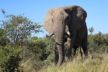 Fototapeta premium Afrikanischer Elefant / African elephant / Loxodonta africana