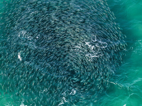 Aerial view of a large school of fish swimming in the turquoise ocean water near Fingal Head, New South Wales, Australia.
