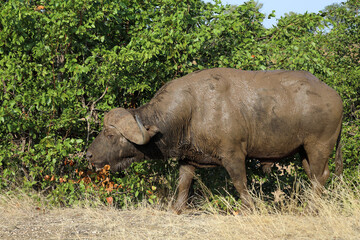 Fototapeta premium Kaffernbüffel / African buffalo / Syncerus caffer