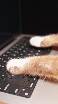 Vertical video. Siamese Cat Paws Press Laptop Keyboard Keys in Close Up, Playful Pet and Home Technology Lifestyle