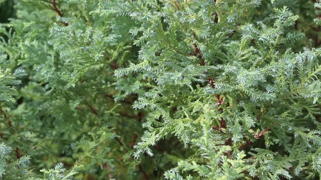 Variety of evergreen trees in outdoors market, stock footage