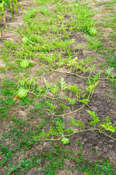 Small watermelons growing in garden