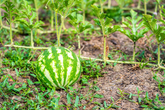 Small watermelons growing in garden