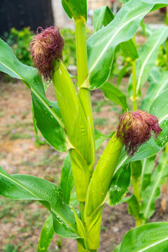 Corn plant with developing ears in garden