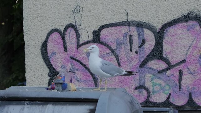 Seagull eating trash from a dumpster with graffiti wall