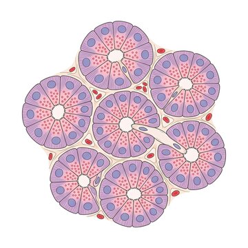 Human Pancreatic Acinar Cells Histology Anatomy