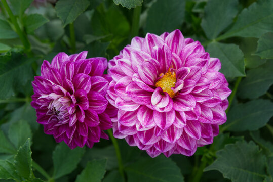 Two decorative Dahlias Magenta and white blends