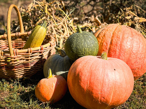 ripe pumpkins of various shapes and varieties are collected in the backyard