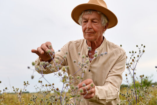 A man carefully gathers medicinal herbs in a field. He is focused on the plants and wearing a hat. The sky is mostly clear indicating daytime