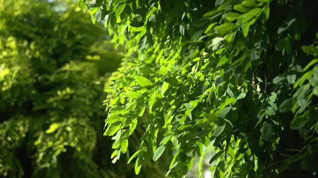 Sunlit green black locust acacia tree leaves cascading outdoors in summer. Natural botanical pattern background concept representing ecology and environmental conservation. 4K.