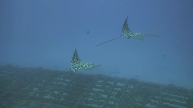 Spotted eagle rays glide above the upper structure of C-56 Juan Escutia wreck through blue water off Puerto Morelos, Quintana Roo, Mexico.