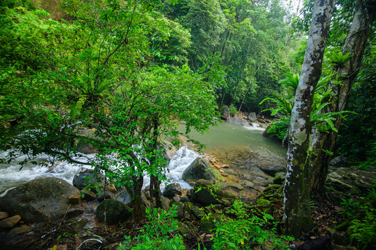 Serene Forest River Scene with Flowing Water and Lush Green Vegetation