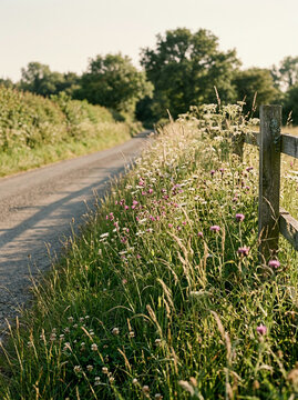 A rural road curves into the distance alongside a grassy verge filled with wildflowers