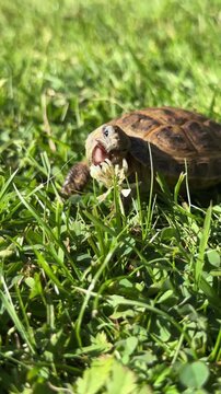 A small turtle is eating plants on a green lawn outdoors, wildlife nutrition, cute pet moment.
