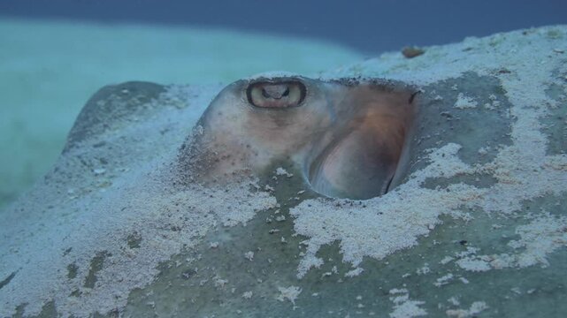 Detailed underwater view focuses on a stingray eye and spiracle while the animal lies partly buried in sand near C-56 Juan Escutia, Puerto Morelos, Quintana Roo, Mexico.