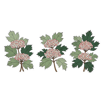 Elegant botanical viburnum illustration featuring clusters of pink berry branches with green leaves on a white background