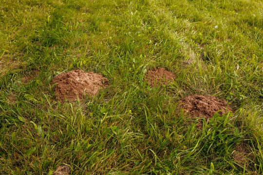 Molehill mounds scattered across grassy ground