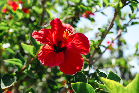 Red hibiscus flower in tropical garden, summer nature background