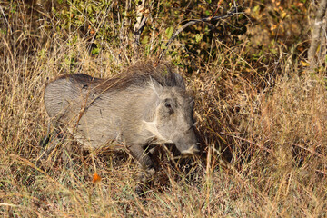 Warzenschwein / Warthog / Phacochoerus africanus © Ludwig