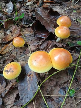 Group of Small Orange Mushroom Caps on Forest Floor: A cluster of vibrant, small orange mushroom caps sprouts from the damp forest floor amidst fallen leaves and forest detritus.