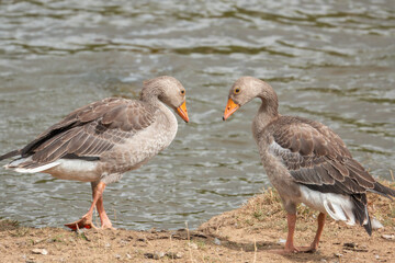 Two wild greylag geese near freshwater, featuring detailed plumage, orange bills and natural behaviour. © SteveGillPhotography