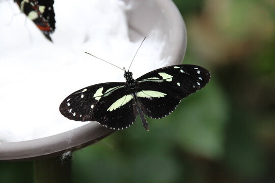 exotic butterfly (atthis longwing or false zebra longwing) in a zoo in france 