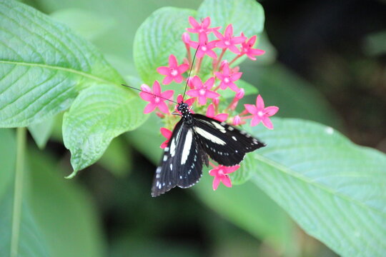 exotic butterfly (atthis longwing or false zebra longwing) in a zoo in france 