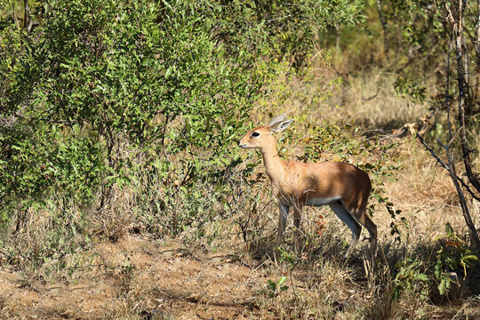 Afrikanischer Steinbock / Steenbok / Raphicerus campestris