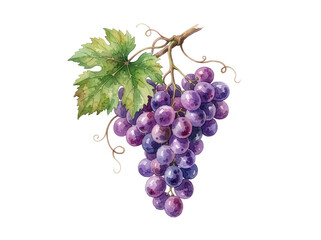Naklejka premium Purple grapes hang from a vine stem with a green leaf in watercolor illustration.