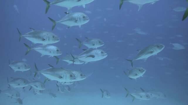 A loose school of horse-eye jacks moves through the water column near C-56 Juan Escutia wreck in Puerto Morelos, Quintana Roo, Mexico.