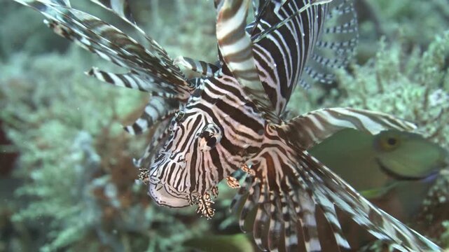 A lionfish holds position among algae, coral and encrusted surfaces near C-56 Juan Escutia wreck in Puerto Morelos, Quintana Roo, Mexico.