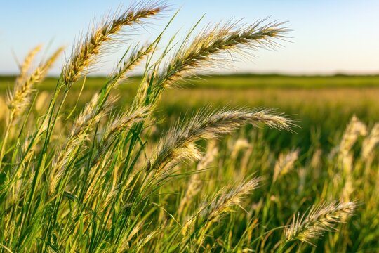 Natural field landscape featuring dallis grass, green blades, and warm sunlight