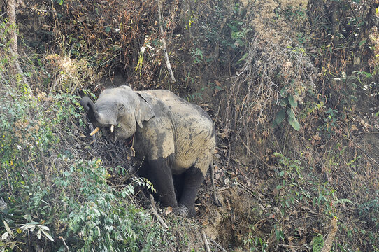 Baby asian elephant stranded in a cliff