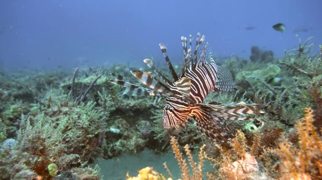 A lionfish remains beside heavily encrusted wreck structure at C-56 Juan Escutia in Puerto Morelos, Quintana Roo, Mexico, surrounded by reef growth.