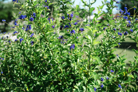Blue Duranta flowers and green foliage, tropical garden in summer