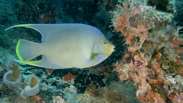 A blue angelfish moves beside dense marine growth covering C-56 Juan Escutia wreck structure in Puerto Morelos, Quintana Roo, Mexico.
