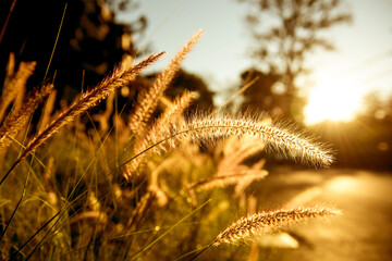 Obraz premium Golden sunset over wild grass in serene landscape