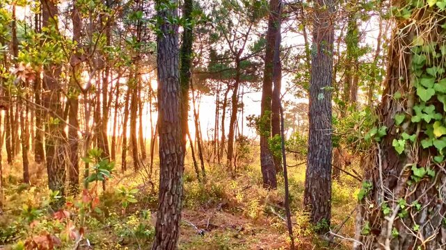 golden hour sunlight filters through tall pine trees, dappled light on forest floor, autumn colors, woodland nature, outdoor photography, warm lighting, france