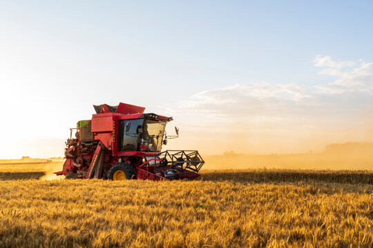 The combine is harvesting the wheat in the evening