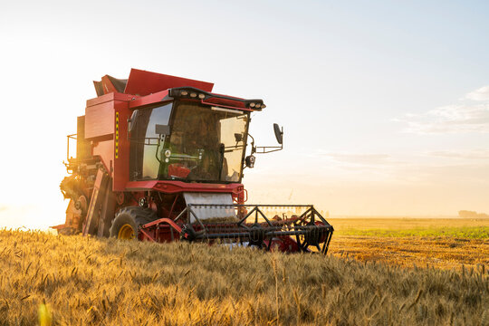 The combine is harvesting the wheat in the evening