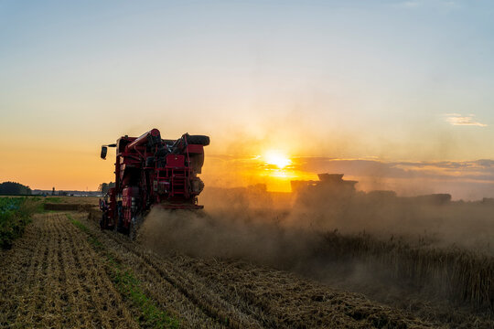 The combine is harvesting the wheat in the evening