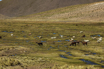 Obraz premium Alpacas grazing across the highland plains near Salinas and Aguada Blanca, Peru