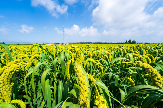 foxtail millet in the field