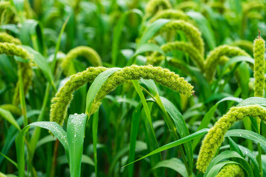 foxtail millet in the field