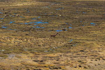Obraz premium Alpacas grazing across the highland plains near Salinas and Aguada Blanca, Peru