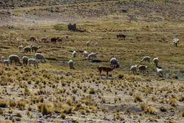 Obraz premium Alpacas grazing across the highland plains near Salinas and Aguada Blanca, Peru