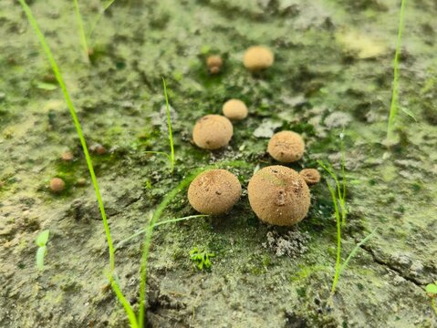 Close-up view of Scleroderma citrinum, commonly known as the common earthball, pigskin poison puffball, or common earth ball.